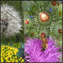 Montage of weed plant species photos in Victoria