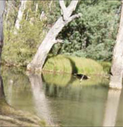 Northern Victorian Focus Catchments - Fact Sheet 1