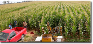 Image:  Maize cropping