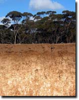 Photo: Mallee Soil