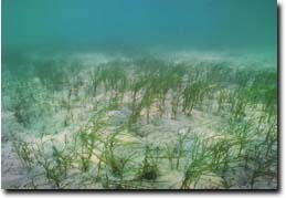 Photo:  Heterozostera tasmanica