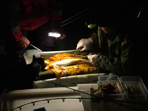 Mulloway