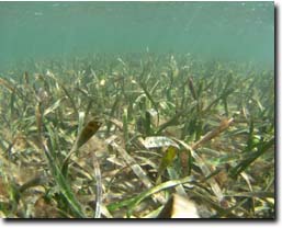 Photo:  Posidonia australis