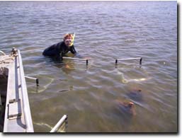 Image:  Seagrass Sampling