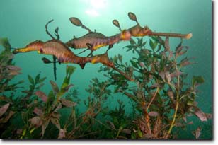 Photo:  Weedy Seadragons
