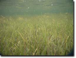 Photo:  Zostera muelleri