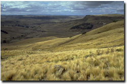 Photo: Serrated Tussock is a Declared noxious weed in Victoria 