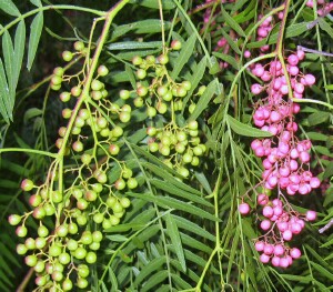 Peppercorn Tree Fruit