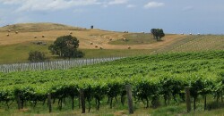 Viticulture