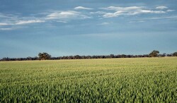 North West Victoria - Birchip cropping