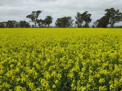 Southern Plains - canola