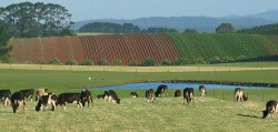 Southern Plains - cropping - Neerim
