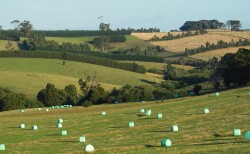 Southern Plains - hay bales - Neerim