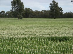 Southern Plains - lupins