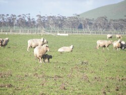 Southern Plains - sheep