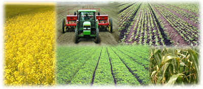 Image:  Raised Bed Cropping