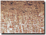 Photo: Reticulate Mottling