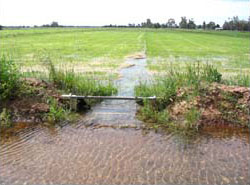Border-check at the edge of a paddock