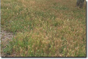 Image:  Sea Barley Grass