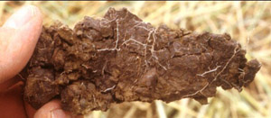 Image:  SFS 17 subsoil peds