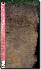 Photo: sg12 Soil Pit Site profile
