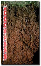 Photo: Soil Pit Site sg13 Profile
