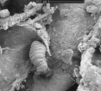 Collembola 'grazing' on decomposing plant material