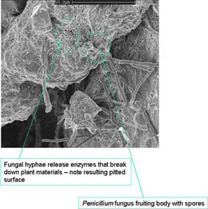 Decomposing Plant Material - text