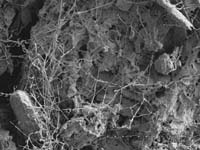 Fungal hyphae - organic residue
