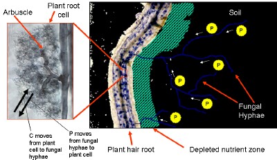 Mycorrhizal fungi