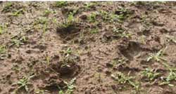 Soil Health Management Plan - concept - figure 7