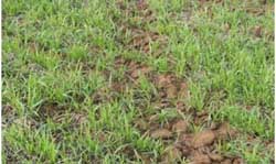 Soil Health Management Plan - concept - figure 8