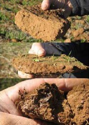 Soil Health Management Plan - pilot - figure 17