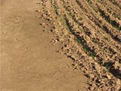 Soil Health Management Plan - pilot - figure 18