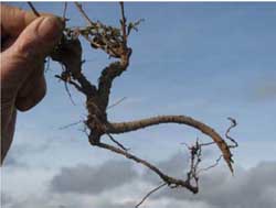 Soil Health Management Plan - pilot - figure 20