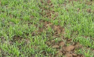 Soil Health Management Plan - stock track
