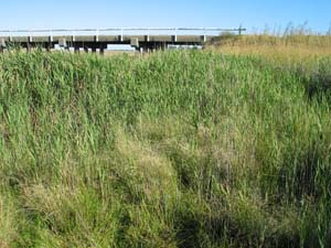 Adamson's Blown-grass - plants