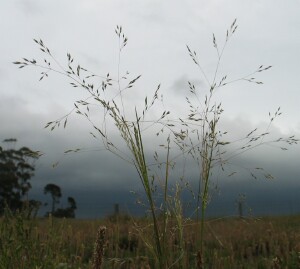 Adamson's Blown-grass - panicle