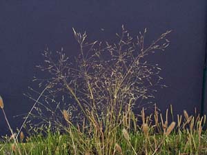 Adamson's Blown-grass - panicles