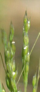 Adamson's Blown-grass - spikelets