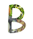 Salt Tolerant Plants - B