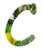 Salt Tolerant Plants - C