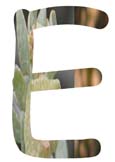 Salt Tolerant Plants - E