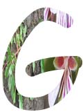 Salt Tolerant Plants - G