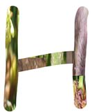 Salt Tolerant Plants - H