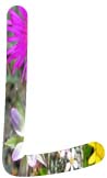 Salt Tolerant Plants - L