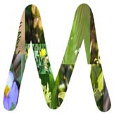 Salt Tolerant Plants - M