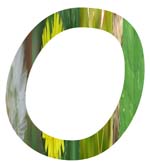 Salt Tolerant Plants - O