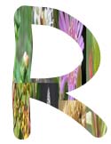 Salt Tolerant Plants - R
