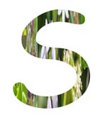 Salt Tolerant Plants - S